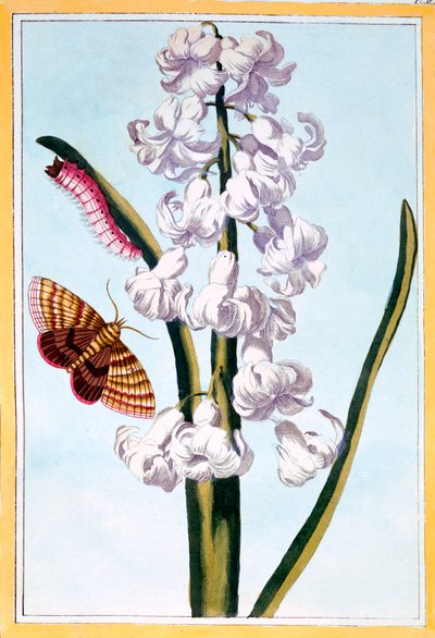 Jacinthe, c.1766 - Pierre Joseph Buchoz