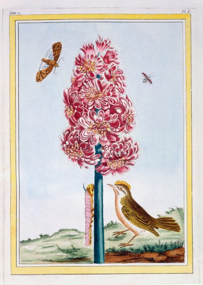Jacinthe, pub. 1776 - Pierre Joseph Buchoz