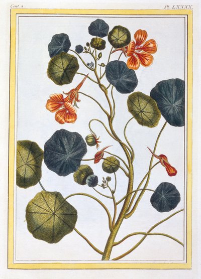 La Capucine Nasturtium - Pierre Joseph Buchoz
