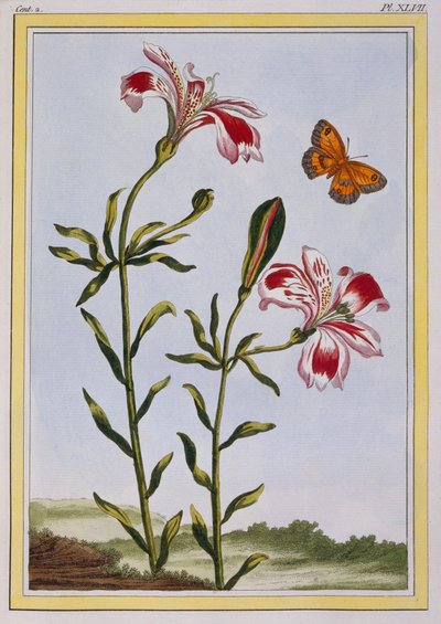 La Fleur Tachetée des Incas (Lys du Pérou) - Pierre Joseph Buchoz