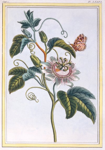 La Grenadille ou Le Maracot, pub. 1776 - Pierre Joseph Buchoz