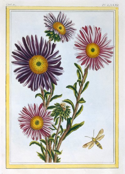 La Reine Marguerite Aster, pub. 1776 - Pierre Joseph Buchoz