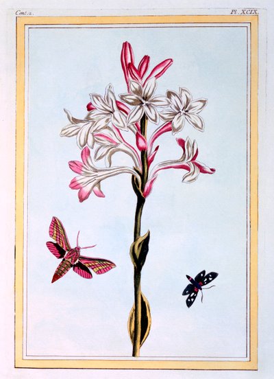 La Tubéreuse - Pierre Joseph Buchoz