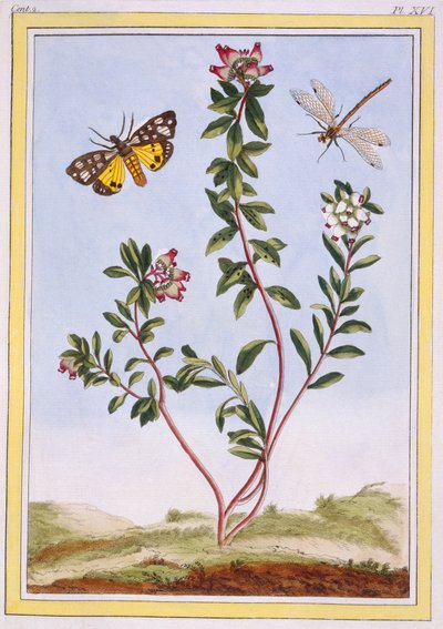 Le Petit arbousier des Alpes, pub. 1776 - Pierre Joseph Buchoz