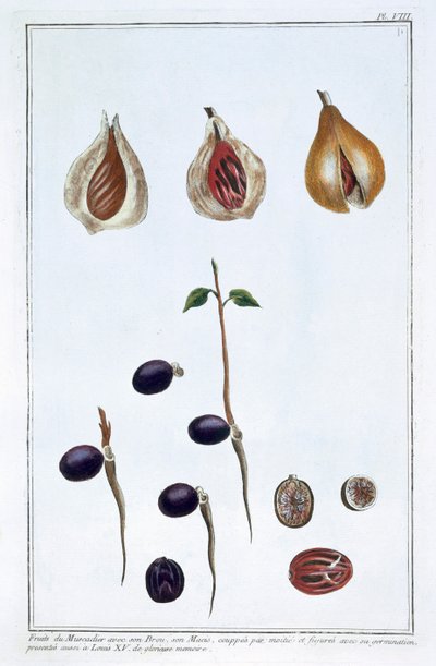 Noix de muscade, vers 1751-1807 - Pierre Joseph Buchoz