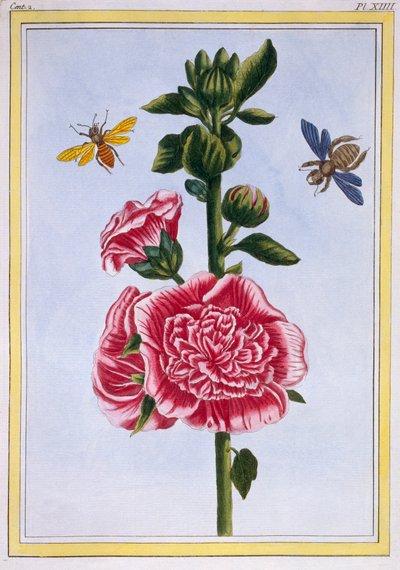 Passerose Rose trémière - Pierre Joseph Buchoz