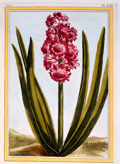 Royal Crimson, pub. 1776 - Pierre Joseph Buchoz