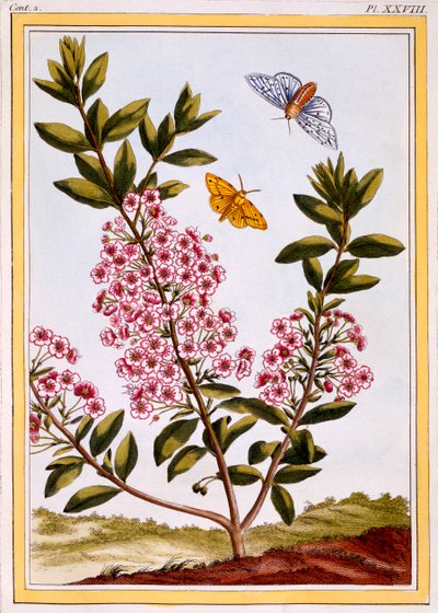 Laurel des moutons Kalmia augustifolia - Pierre Joseph Buchoz