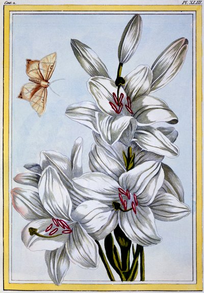 Le Grand Lys Blanc, pub. 1776 - Pierre Joseph Buchoz