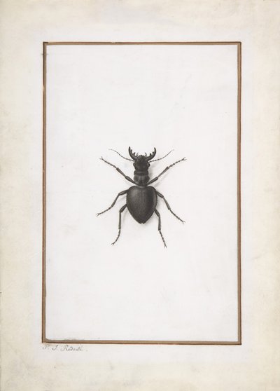 Un cerf-volant - Pierre Joseph Redouté