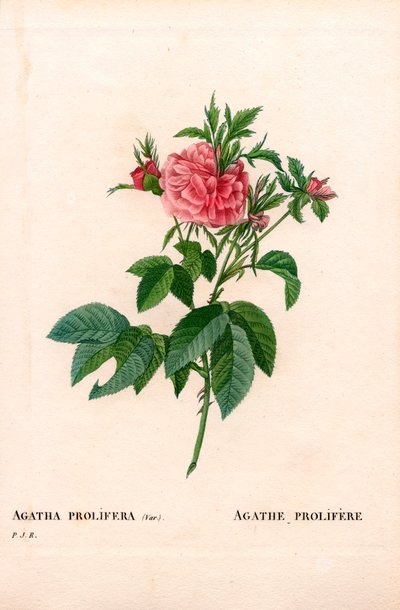 Rose Agatha prolifère - Pierre Joseph Redouté