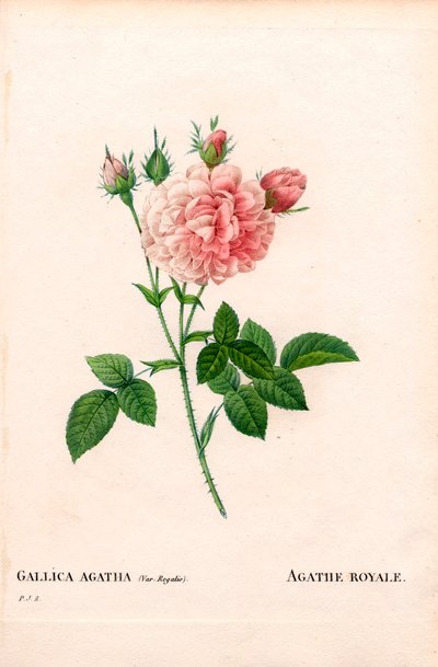 Rose Agathe Royale, Rosa gallica variété. Gravure au pointillé colorée à la main de Pierre Joseph Redouté « Les Roses », Paris - Pierre Joseph Redouté