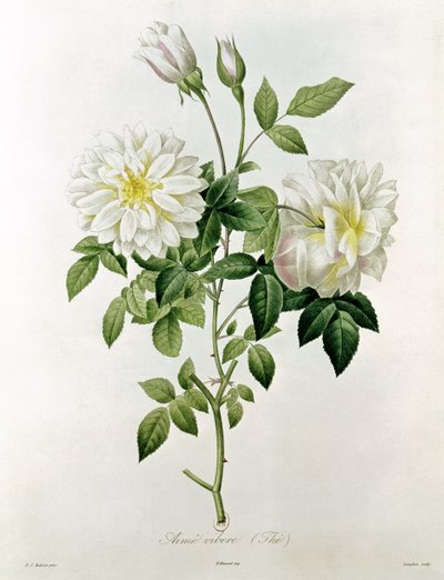 Aime Vibere (Thé) gravé par Eustache Hyacinthe Langlois (1777-1837) - Pierre Joseph Redouté