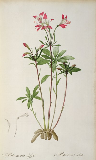 Alstraemeria Ligtu, de 