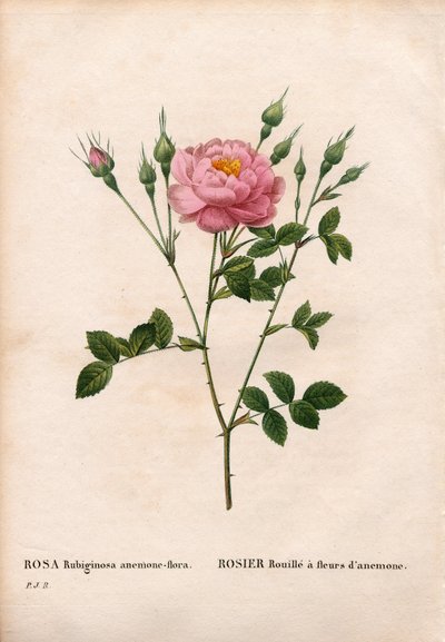 Rose églantine à fleurs d