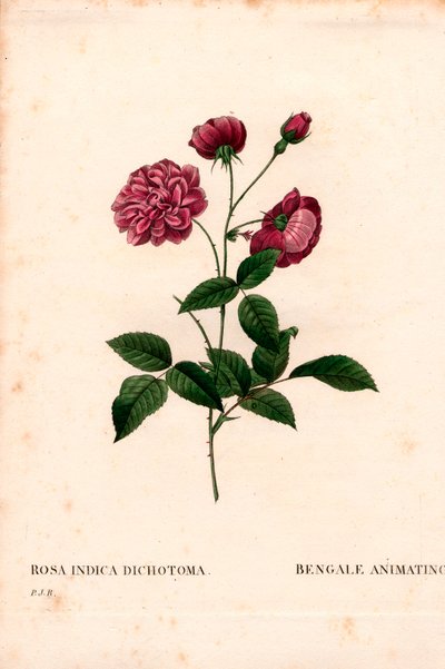 Rose de Chine animée, Rosa chinensis hybride, La Bengale animée. Gravure en taille-douce en couleur de Pierre Joseph Redouté, « Les Roses », Paris - Pierre Joseph Redouté