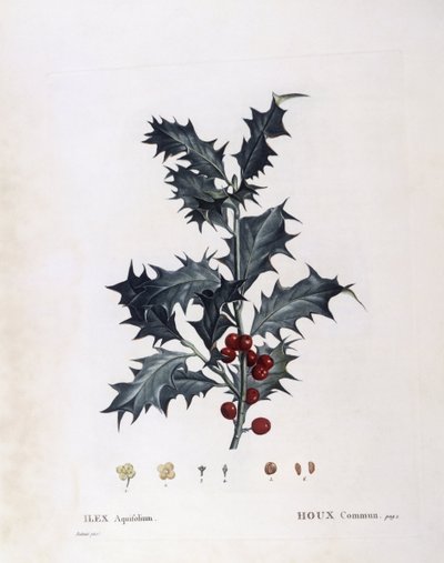 Aquifoliaceae - houx européen (Ilex aquifolium) - Pierre Joseph Redouté