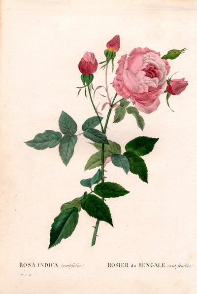 Rose du Bengale à cent feuilles, Rosa chinensis variété, rose du Bengale (cent feuilles). Gravure en taille-douce coloriée à la main de Pierre Joseph Redouté « Les Roses », Paris - Pierre Joseph Redouté