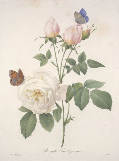 Bengale Thé hyménée, du Choix Des Plus Belles Fleurs et des Plus Beaux Fruits, 1827 - Pierre Joseph Redouté