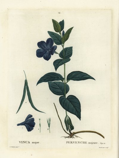 Grande pervenche, Vinca major. Gravure en stipple colorée à la main par Duruisseau d