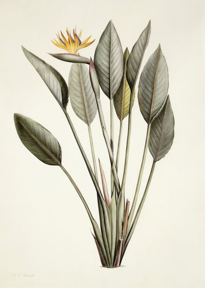 Oiseau de paradis - Pierre Joseph Redouté