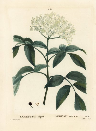 Sureau noir ou sureau européen, Sambucus nigra. Gravure en stipple colorée à la main par Miss Brenet d