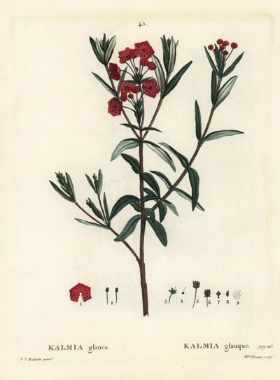Laurier des marais, Kalmia polifolia. Gravure en manière de crayon coloriée à la main par Miss Brenet d