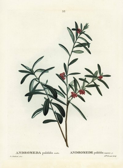 Andromède à feuilles de polium. Gravure en manière de crayon coloriée à la main d