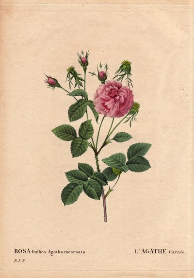 Planche botanique, fleur, rose variété : Agathe carnée (Rosa gallica agatha incarnata) - Pierre Joseph Redouté
