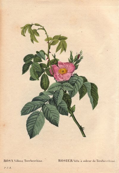 Planche botanique, fleur, rose variété : Rose velue à l