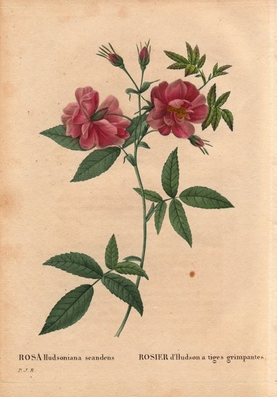 Planche botanique, fleur, variété de rose : Rose de Hudson à tiges grimpantes (Rosa hudsoniana scandens). D