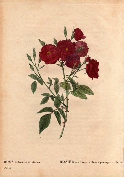 Planche botanique, Fleur, Rose Variété : Rose d