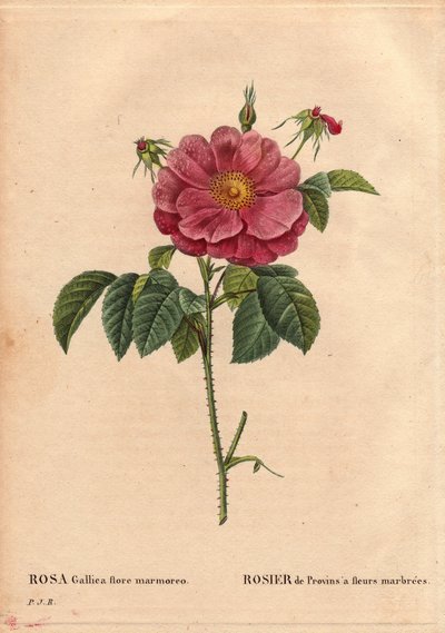 Planche botanique, fleur, variété de rose : Rose de Provin aux fleurs marbrées (Rosa gallica flore marmoreo). Origine inconnue. Dans « Les Roses », Volume 2 par Pierre Joseph Redouté - Pierre Joseph Redouté