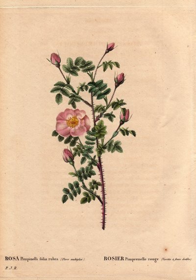 Planche botanique, Fleur, Rose Variété : Rose Pimprenelle rouge (variété à fleurs doubles). En latin : Rosa pimpinellifolia rubra. Fleurs cultivées par Monsieur Descemet, vers 1800. Dans « Les Roses », Volume 2 par Pierre Joseph Redouté (1759-1840) - Pierre Joseph Redouté