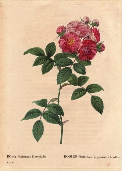 Planche botanique, fleur, variété de rose : Rosa multiflora à grandes feuilles (Rosa multiflora platyphylla) cultivée à partir de graines introduites en Bretagne avant 1817. Dans « Les Roses », Volume 2 par Pierre Joseph Redouté - Pierre Joseph Redouté