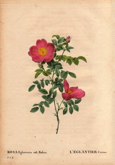 Planche botanique, fleur, rose variété : L