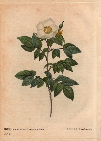 Planche botanique, fleur, rose variété : La rose Leschenault (Rosa sempervirens Leschenaultiana). Découverte par Monsieur Leschenault sur les Nilgiri (ou Nilagiri ou Nilgiris) aussi appelées Montagnes Bleues de l