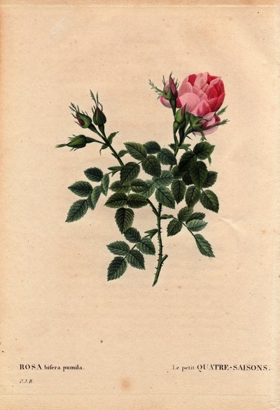 Planche botanique, Fleur, Rose Variété : Les Quatre Saisons (Quatre Saisons). En latin : Rosa bifera pumila, cultivée par Monsieur Noel, Paris, France, avant 1824. Dans « Les Roses », Volume 2 par Pierre Joseph Redouté (1759-1840) - Pierre Joseph Redouté