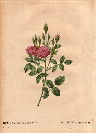 Planche botanique, Fleur, Rose Variété : Le pompon étincelant de « Rose de Meaux » (Rosa Pomponiana muscosa) découvert dans un jardin à l
