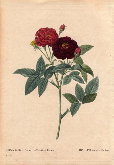 Planche botanique, Fleur, Rose Variété : Rose Van Eeden (Rosa Gallica Purpurea Velutina Parva). Cultivée aux Pays-Bas par Van Eeden avant 1810. Dans « Les Roses », Volume 2 par Pierre Joseph Redouté (1759-1840) - Pierre Joseph Redouté