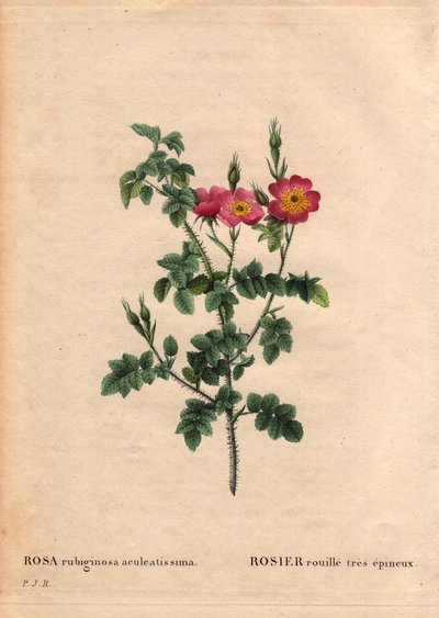 Planche botanique, Fleur, Rose Variété : Rose rouillée très épineuse (Rosa rubiginosa aculeatissima). Obtenue par graines et cultivée par Du Pont vers 1810. Dans « Les Roses », Volume 2 par Pierre Joseph Redouté (1759-1840) - Pierre Joseph Redouté