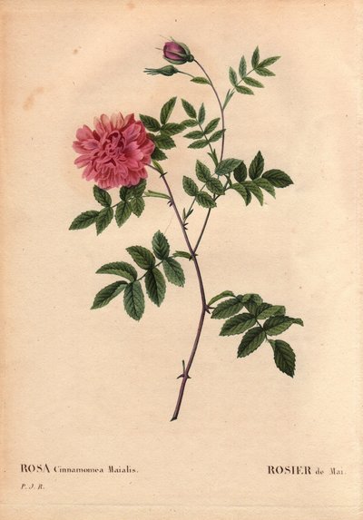 Planche botanique, Fleur, Rose Variété : Rose de Mai. (Rosa cinnamomea maialis). Fleur sauvage poussant dans toute l