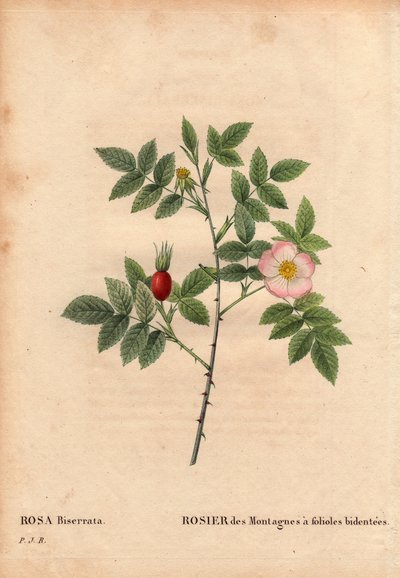 Planche botanique, fleur, rose variété : Rose des montagnes à folioles bidentées (Rosa Biserrata). Collectée par le Docteur Mérat avant 1812 au Mont Valérien près de Paris, France. Dans « Les Roses », Volume 2 par Pierre Joseph Redouté (1759-1840) - Pierre Joseph Redouté