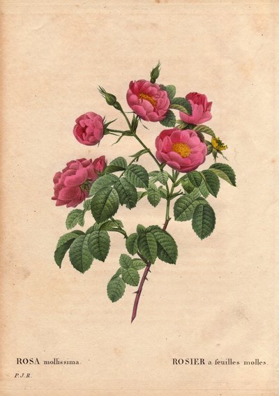 Planche botanique, fleur, rose variété : Rose à feuilles molles (Rosa mollissima flora submultiplici). Variété de rose mollis, avant 1821. Dans « Les Roses », Volume 2 par Pierre Joseph Redouté (1759-1840) - Pierre Joseph Redouté