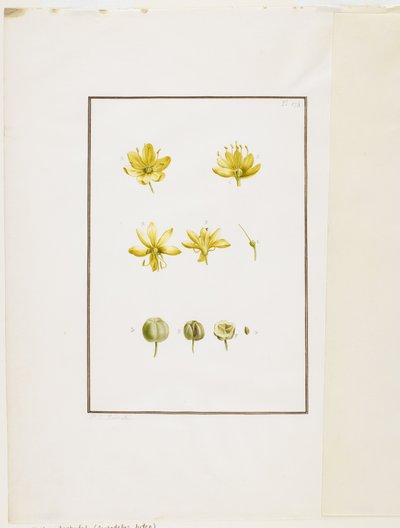 Dissection botanique : Asphodèle jaune (Asphodelus lutea), c.1778-90 - Pierre Joseph Redouté