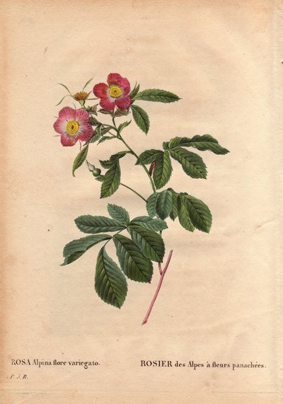 Planche botanique, fleur, rose variété : Rose des Alpes à fleurs panachées (Rosa alpina flora variegato) - Pierre Joseph Redouté
