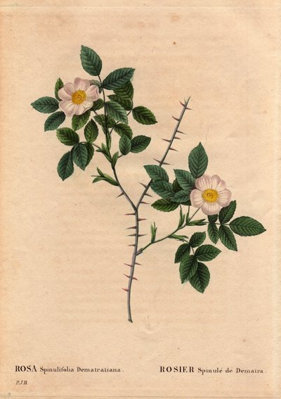 Planche botanique, fleur, rose variété : Rosier Spinule de Dematra (Rosa spinulifolia dematratiana) - Pierre Joseph Redouté