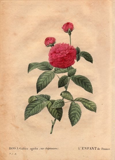 Planche botanique, fleur, rose variété : L