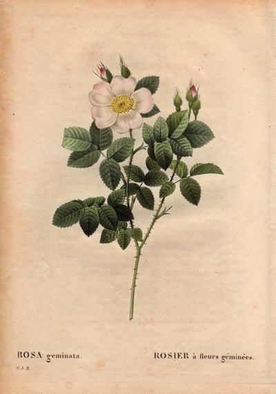 Planche botanique, Rose à fleurs précieuses - Pierre Joseph Redouté