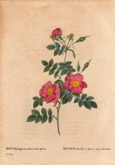 Planche botanique, fleur, variété de rose : Rose rouillée à fleurs semi-doubles (Rosa rubiginosa flora semi pleno), obtenue à partir de graines et cultivée par P.J. Redouté vers 1806. Dans « Les Roses », Volume 2 par Pierre Joseph Redouté - Pierre Joseph Redouté